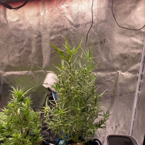 Super Kritikal growlog timeline photo