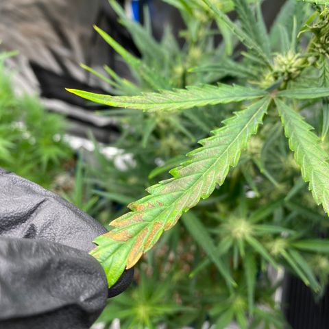 Super Kritikal growlog timeline photo