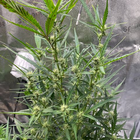 Super Kritikal growlog timeline photo
