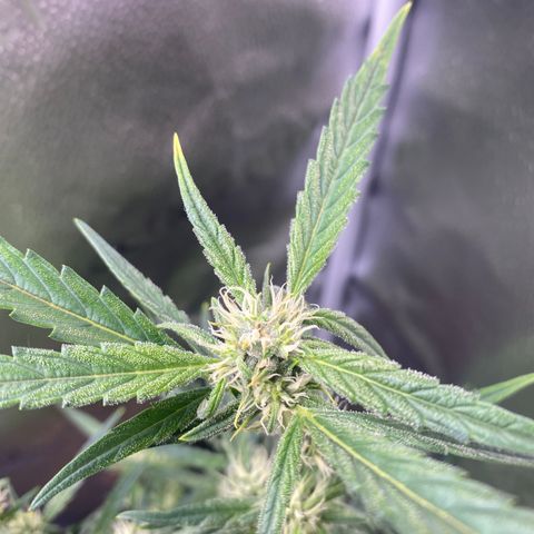 Super Kritikal growlog timeline photo