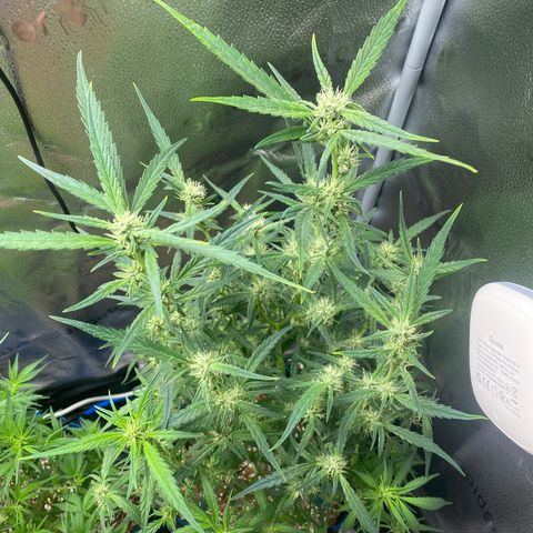 Super Kritikal growlog timeline photo
