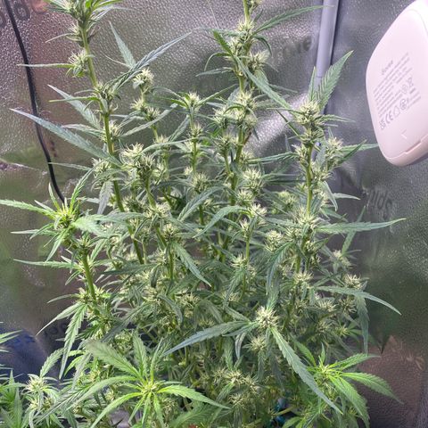 Super Kritikal growlog timeline photo