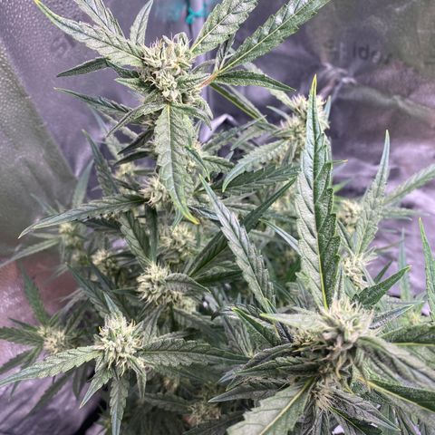 Super Kritikal growlog timeline photo