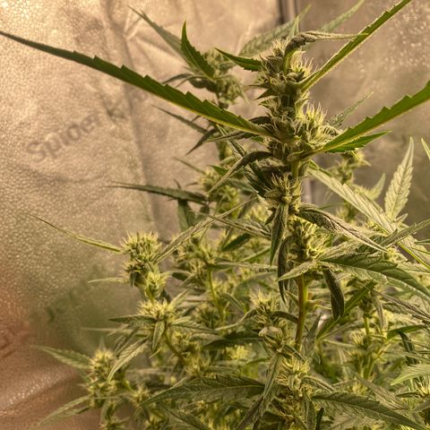 Super Kritikal growlog timeline photo