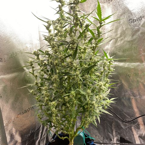 Super Kritikal growlog timeline photo