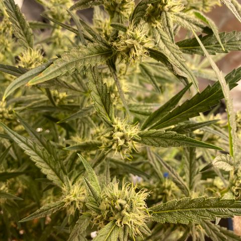 Super Kritikal growlog timeline photo