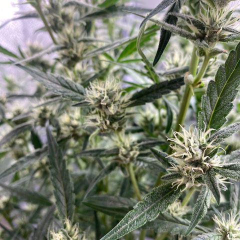 Super Kritikal growlog timeline photo