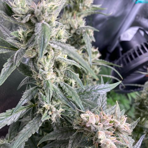 Super Kritikal growlog timeline photo