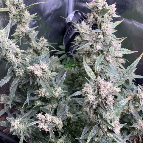 Super Kritikal growlog timeline photo
