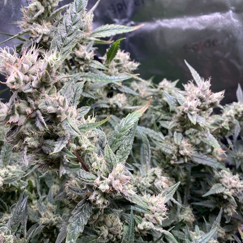 Super Kritikal growlog timeline photo