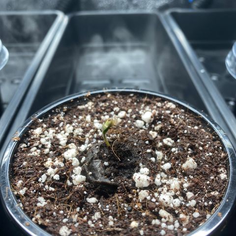 Mimosa #3 growlog timeline photo
