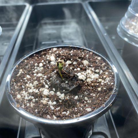 Mimosa #3 growlog timeline photo