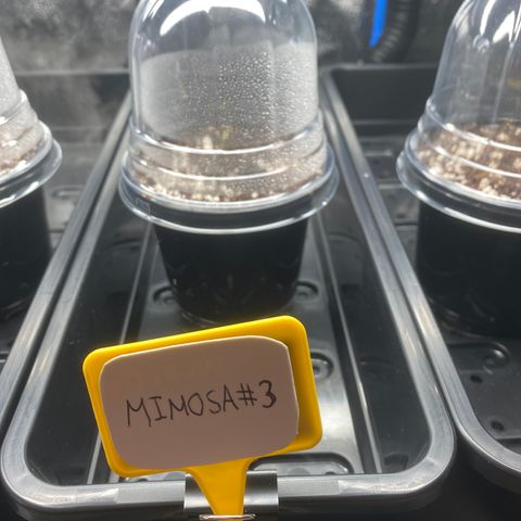 Mimosa #3 growlog timeline photo