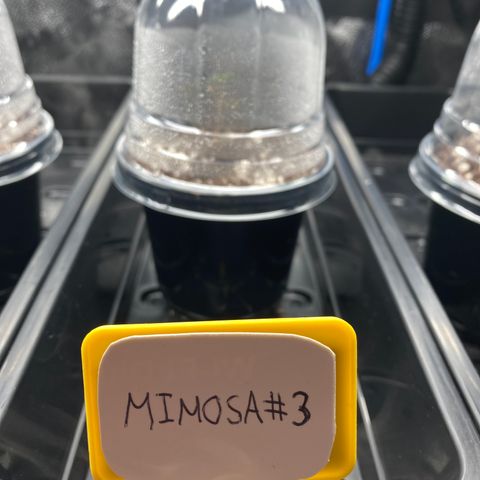 Mimosa #3 growlog timeline photo