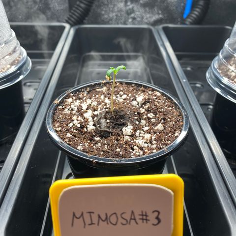 Mimosa #3 growlog timeline photo