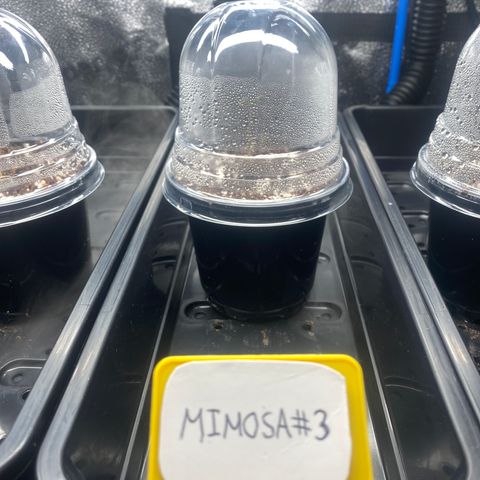 Mimosa #3 growlog timeline photo