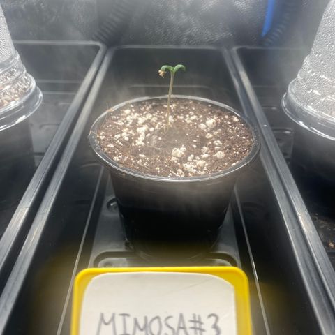 Mimosa #3 growlog timeline photo