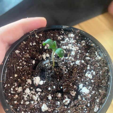 Mimosa #3 growlog timeline photo