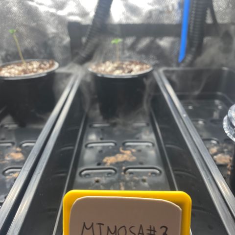Mimosa #3 growlog timeline photo