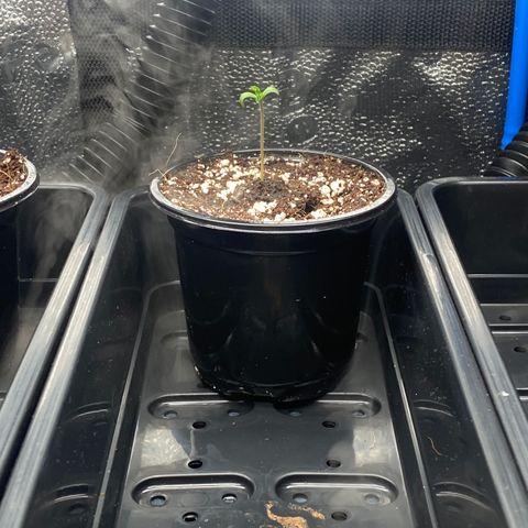Mimosa #3 growlog timeline photo