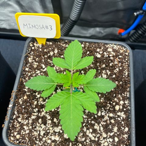 Mimosa #3 growlog timeline photo