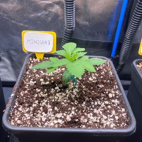 Mimosa #3 growlog timeline photo
