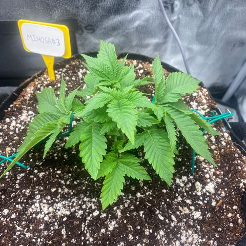 Mimosa #3 growlog photo: Little trim Yesterday, increased lst, to fix positioning on main stim, that’s been going for 3-4 days. Added lst bindings on both sides to aim the big fan leaves downwards. Nipped the top yesterday and it seems to be very tolerant of the lst so far, even though the overall growth, is a bit slow compared to Mimosa#2