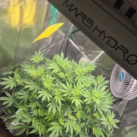 Mimosa #3 growlog timeline photo