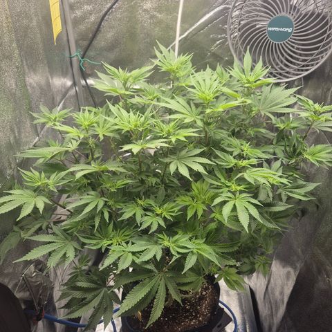Mimosa #3 growlog timeline photo