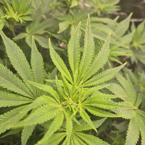 Mimosa #3 growlog timeline photo