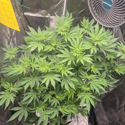 Mimosa #3 growlog timeline photo