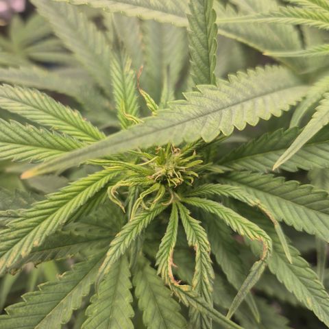 Amnesia Haze #5 growlog timeline photo