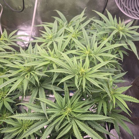Amnesia Haze #5 growlog timeline photo