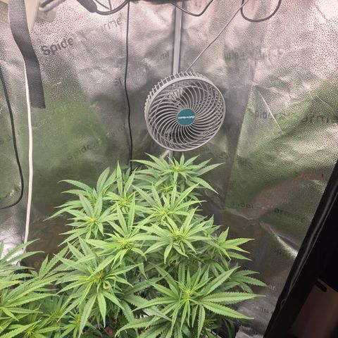 Amnesia Haze #5 growlog timeline photo