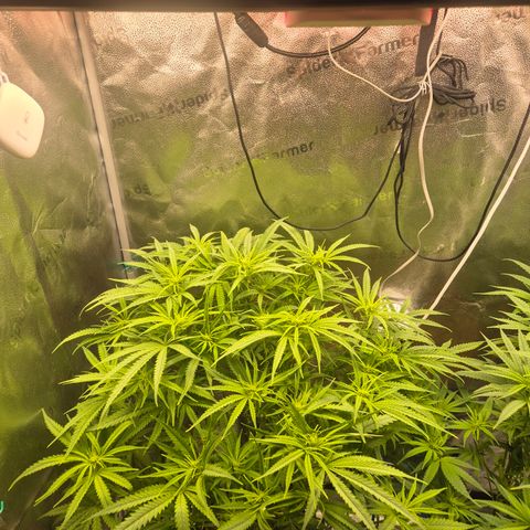 Amnesia Haze #1 growlog timeline photo