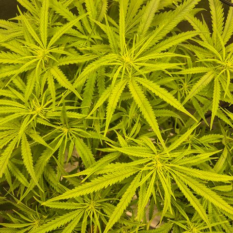 Amnesia Haze #1 growlog timeline photo