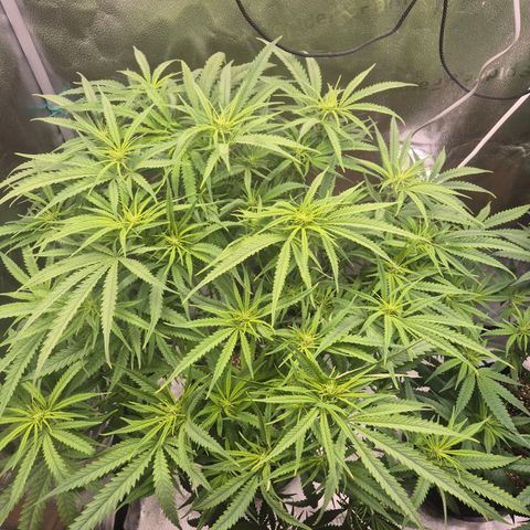Amnesia Haze #1 growlog timeline photo