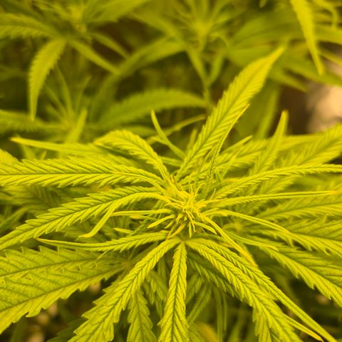 Amnesia Haze #1 growlog timeline photo