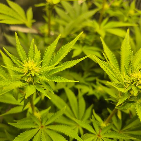 Mimosa #3 growlog timeline photo