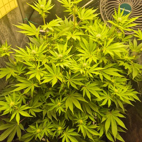 Mimosa #3 growlog timeline photo