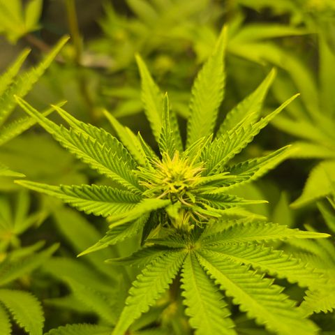 Mimosa #3 growlog timeline photo