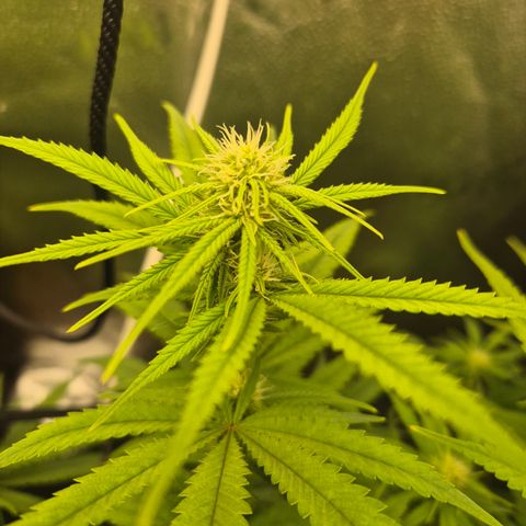 Amnesia Haze #5 growlog timeline photo