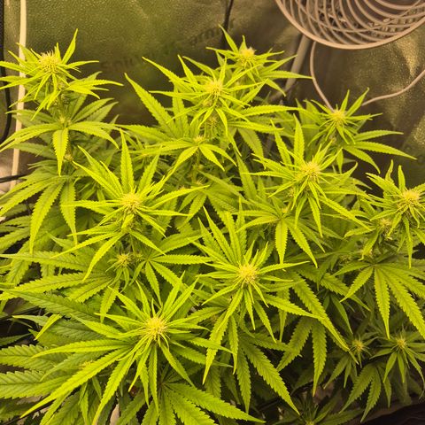 Amnesia Haze #5 growlog timeline photo