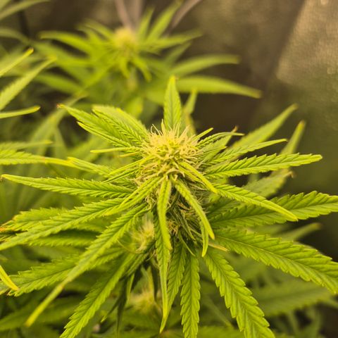 Amnesia Haze #5 growlog timeline photo