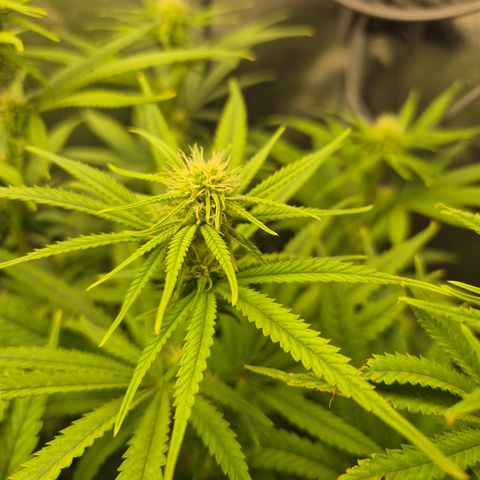 Amnesia Haze #5 growlog timeline photo