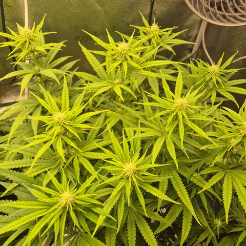 Amnesia Haze #5 growlog timeline photo