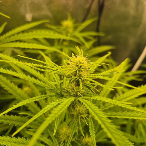 Amnesia Haze #1 growlog timeline photo