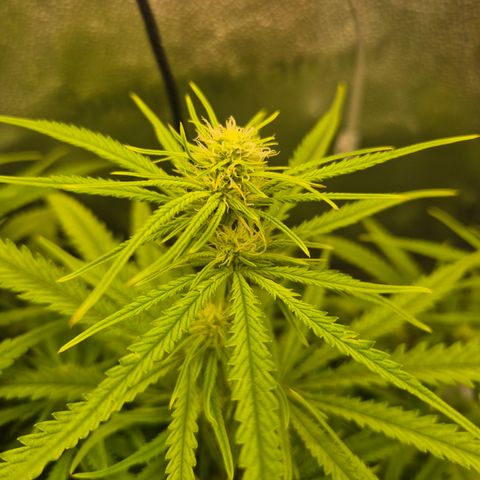 Amnesia Haze #1 growlog timeline photo