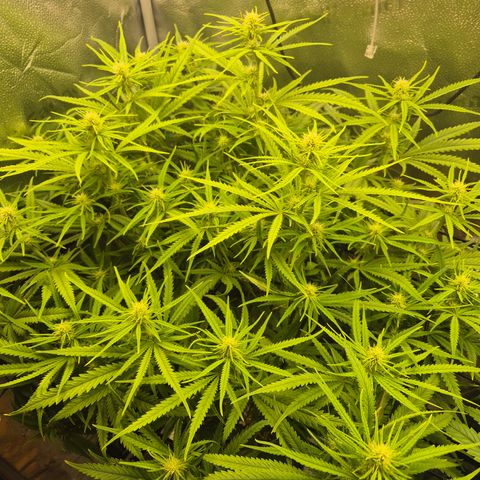 Amnesia Haze #1 growlog timeline photo