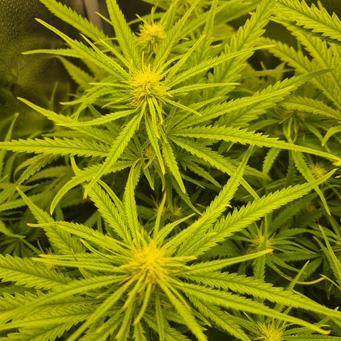 Amnesia Haze #1 growlog timeline photo